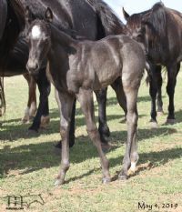 Hancocks Blu Babe's 2019 Roan Colt